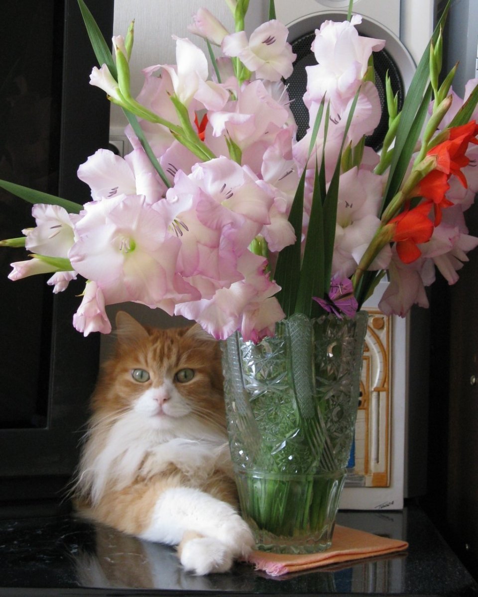 Букет котят