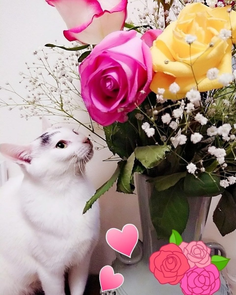 Кот с букетом роз