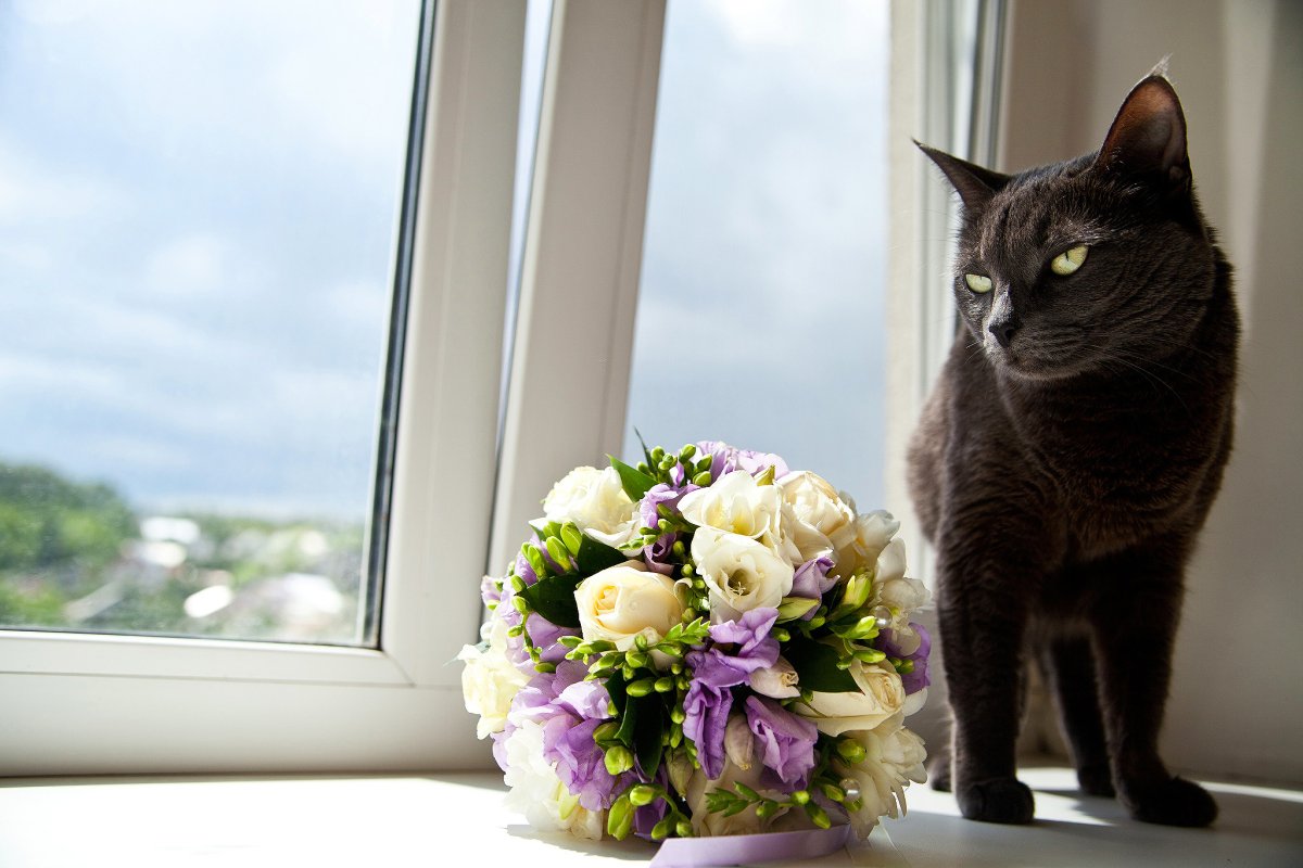 Букет котят