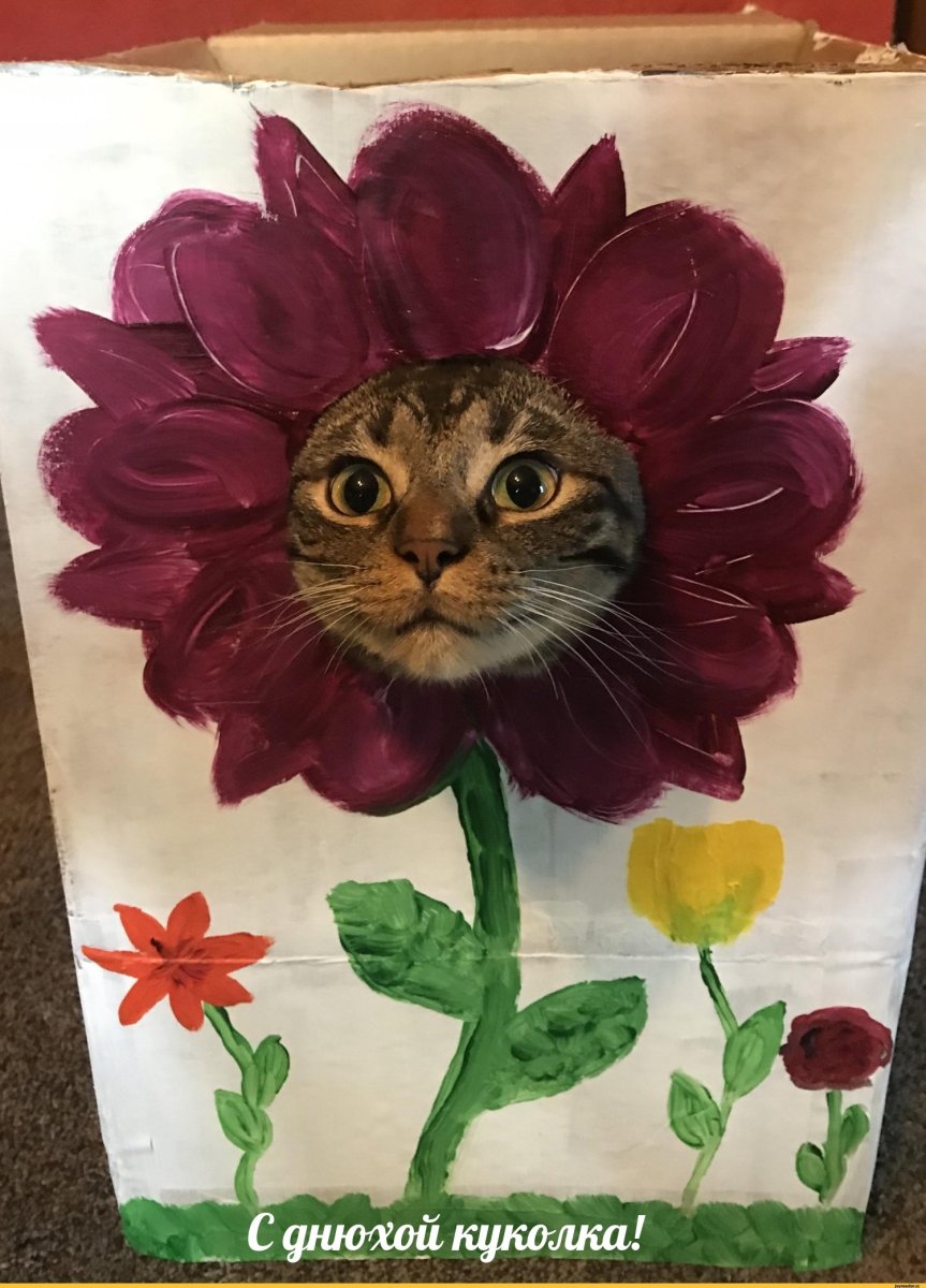 Кот с цветами открытка