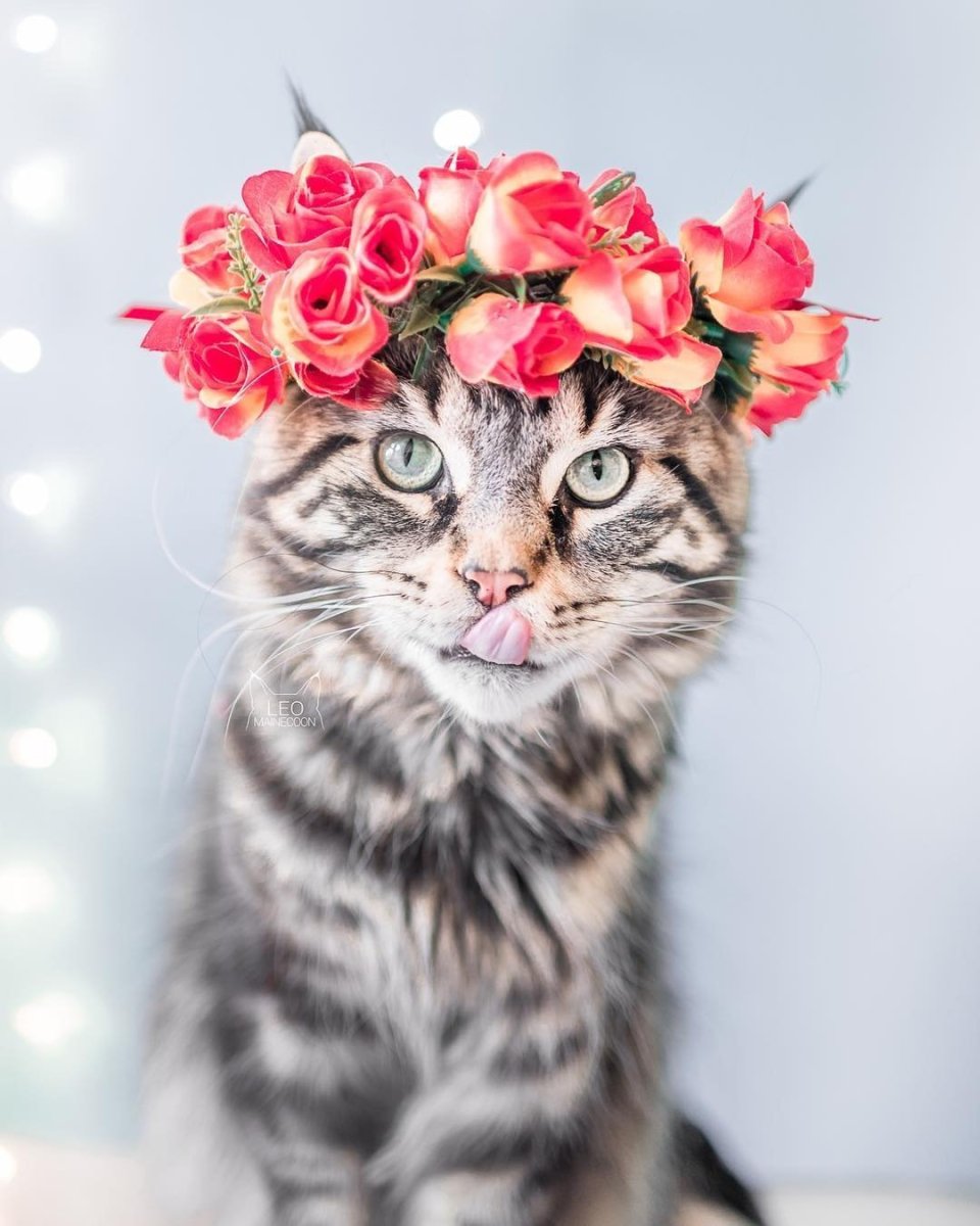 Кошка с цветами