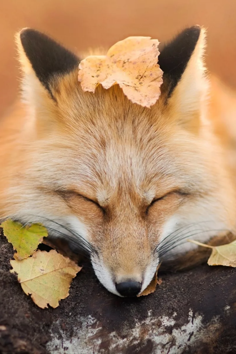 Лисенок в листве