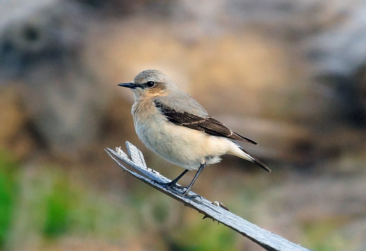 Подмосковная птичка с ресничкам