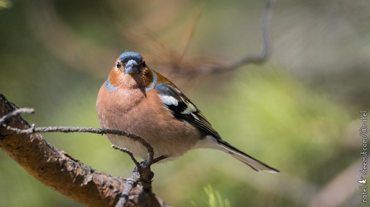 Таёжный Зяблик