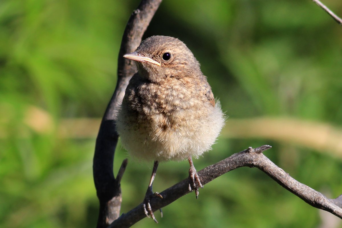 Мелкие птицы