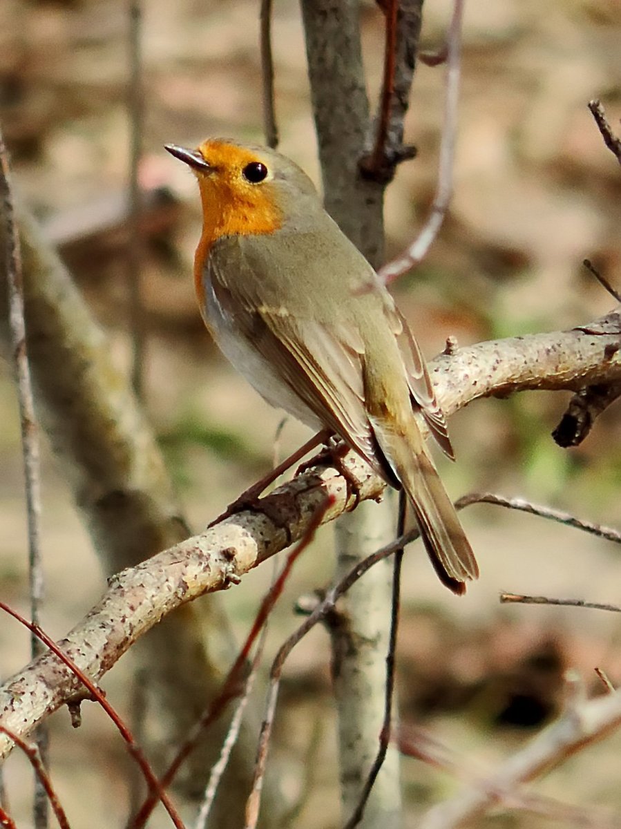 Зарянка – Erithacus rubecula