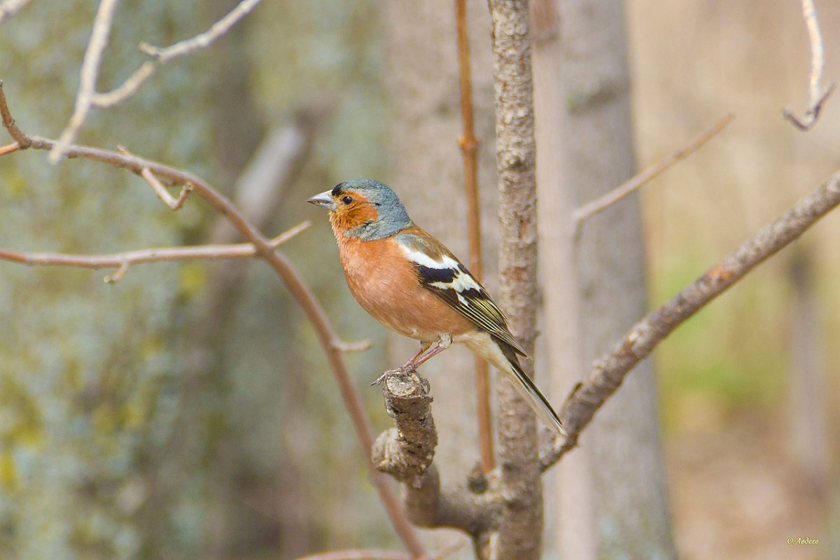 Зяблик в Подмосковье Воскресенск