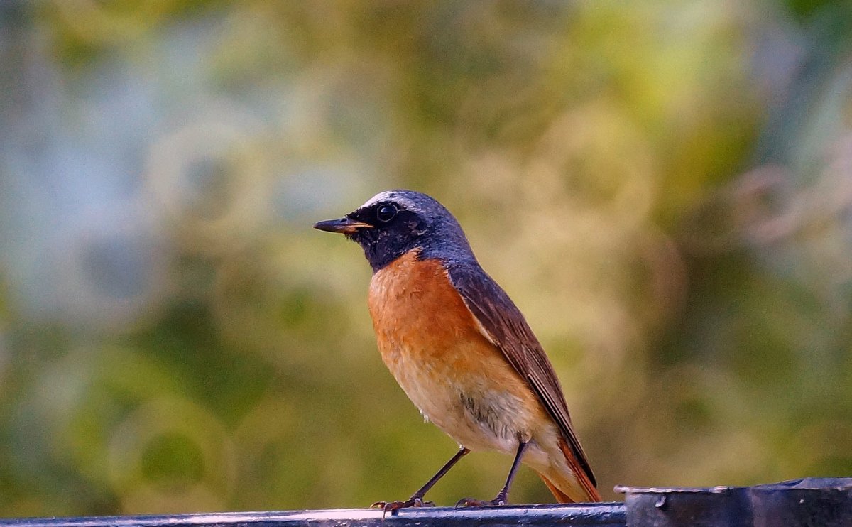 Зяблик горихвостка