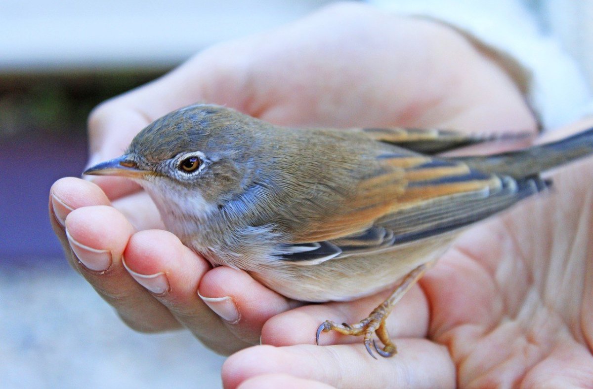 Маленькая серая птичка в Подмосковье меньше воробья