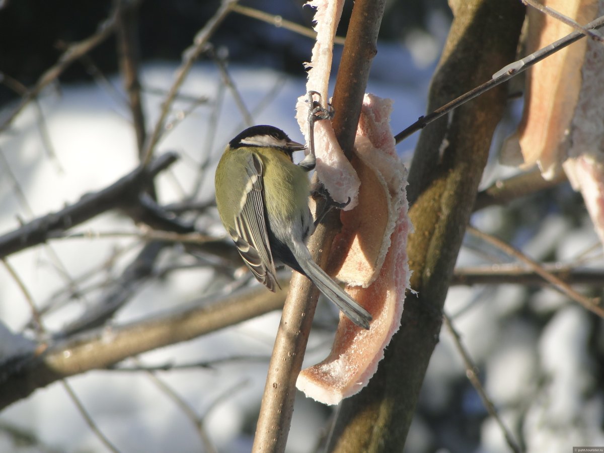 Птицы в кормушке Подмосковье