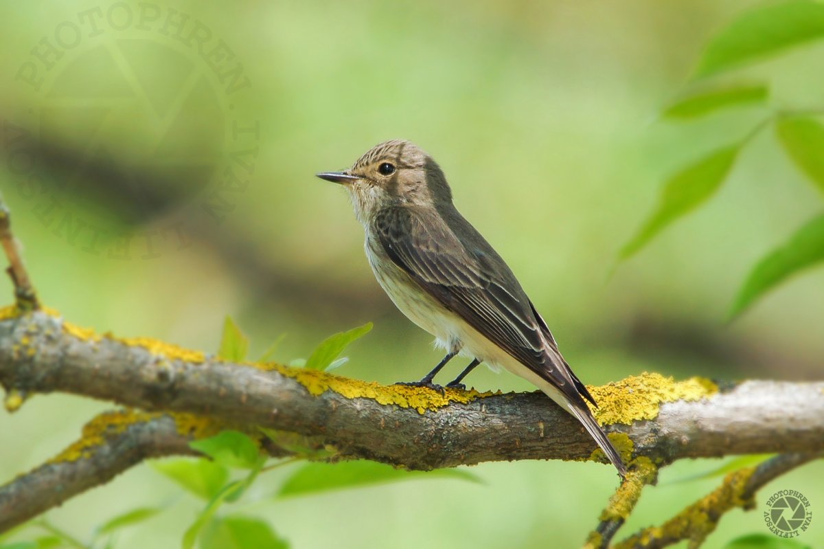 Маленькая птичка меньше воробья
