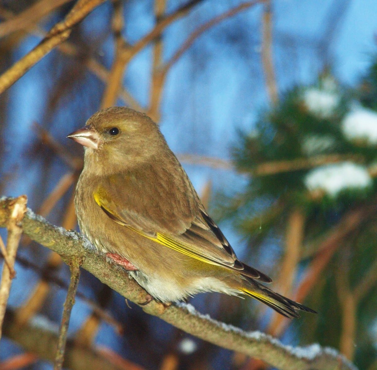 Зеленушка вьюрковая птица