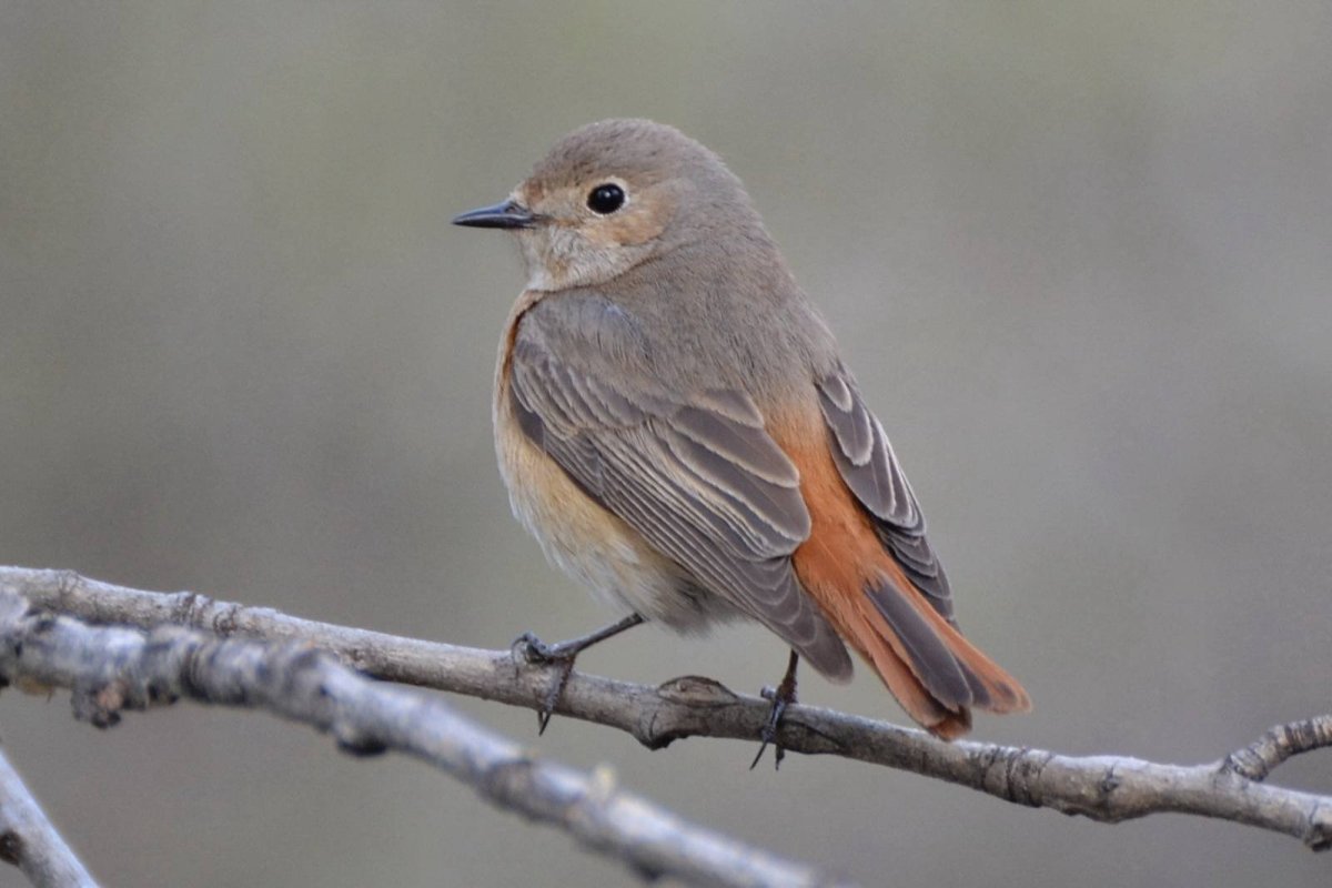 Зарянка горихвостка
