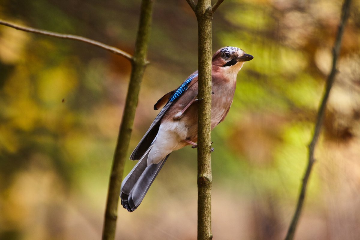 Птицы Битцевского леса Сойка