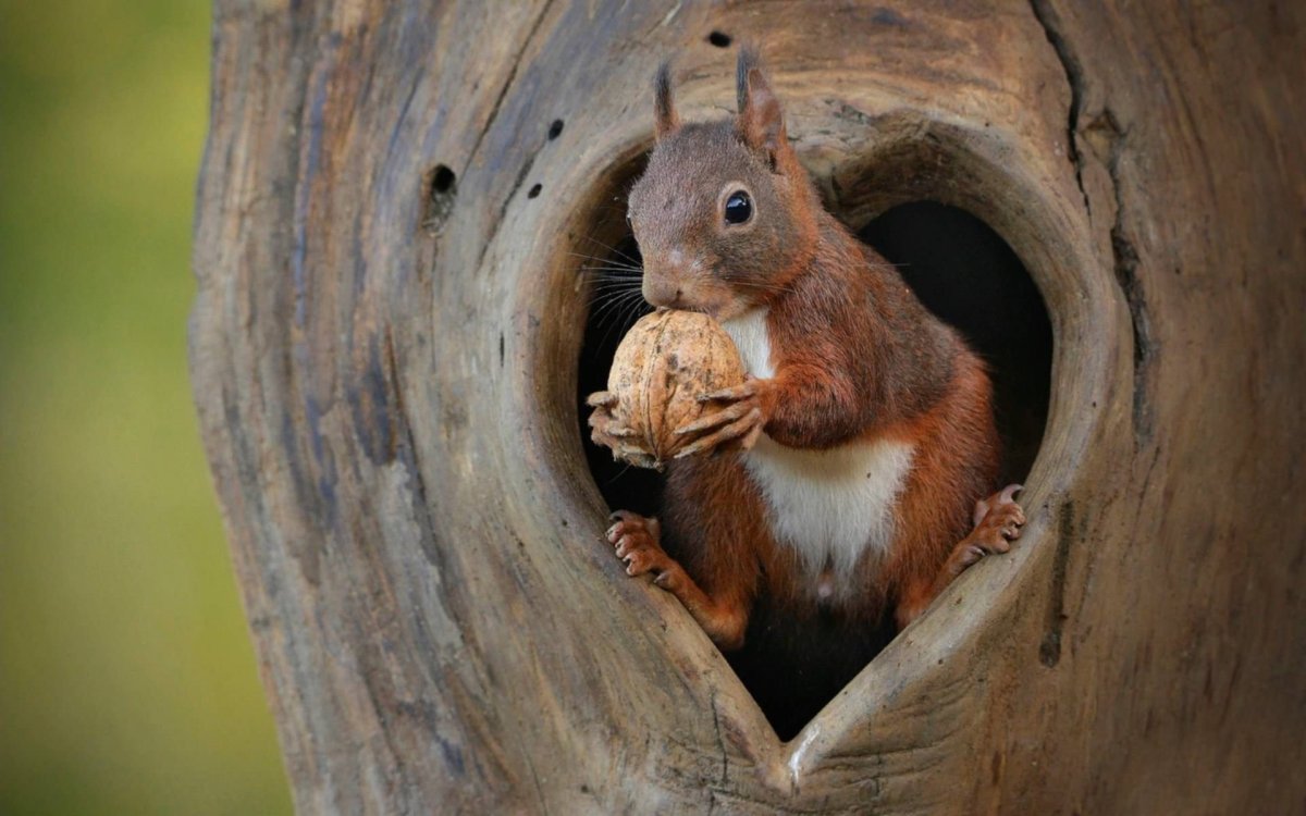 Беличье дупло