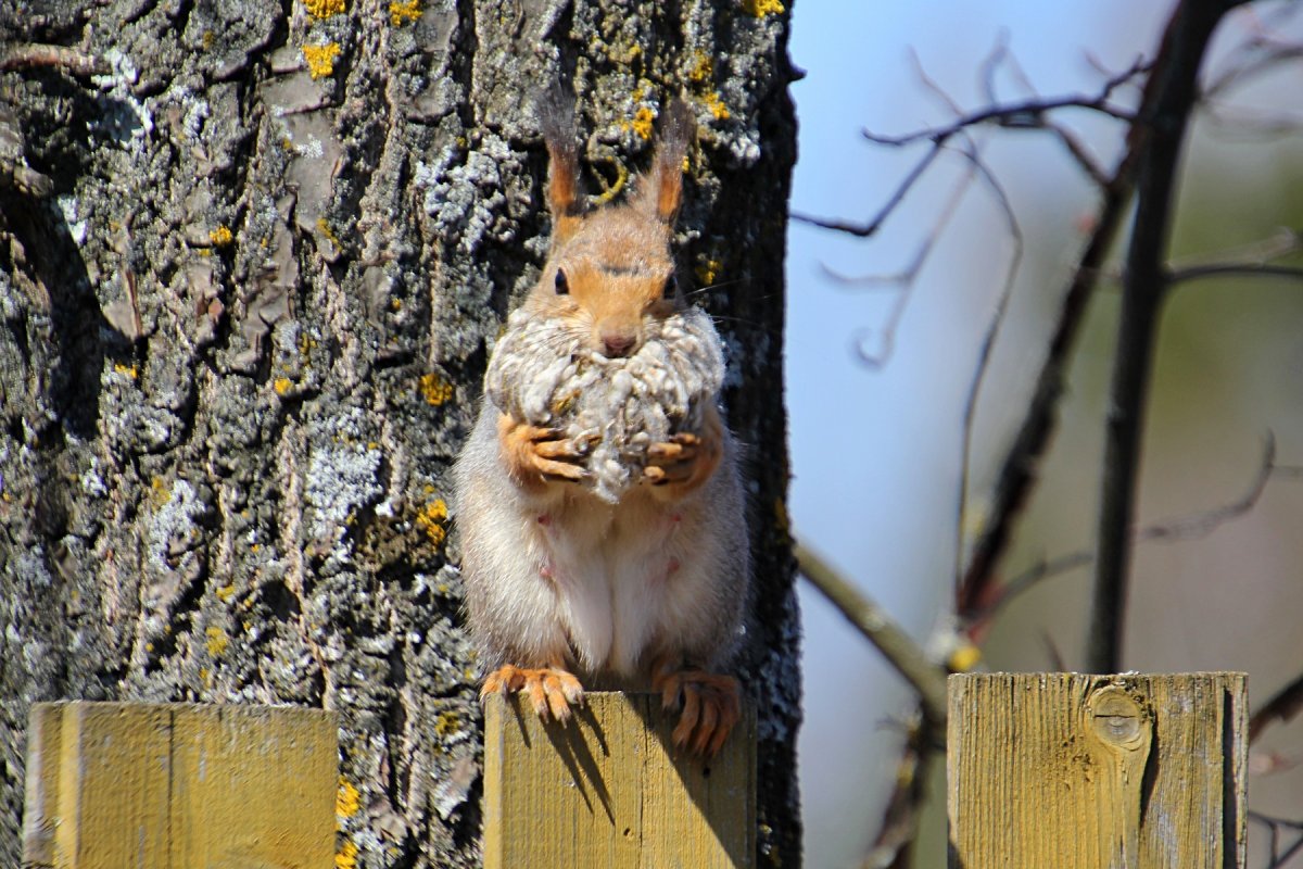 Беличье Гайно