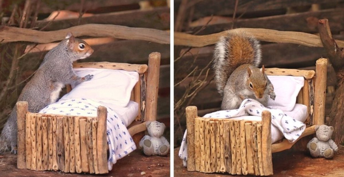 Белка в комнате