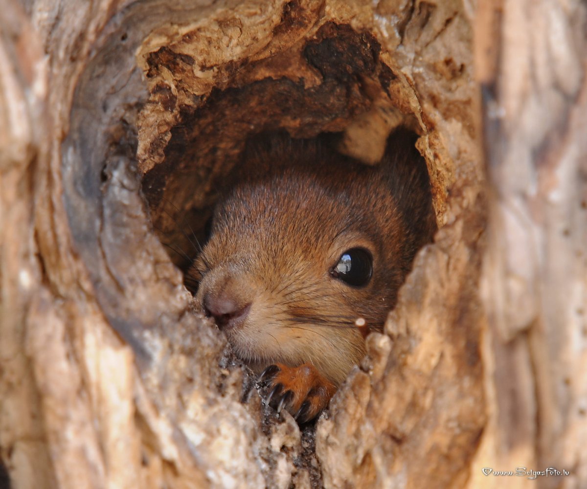 Белка обыкновенная в гнезде