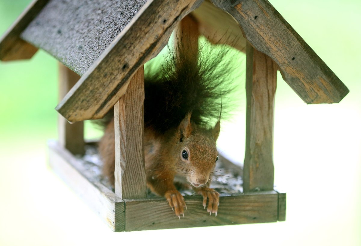 Белка в скворечнике зима