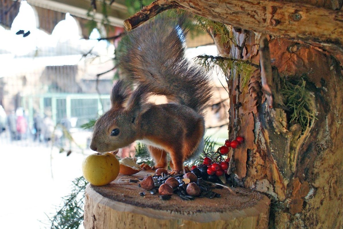 Белочка готовится к зиме