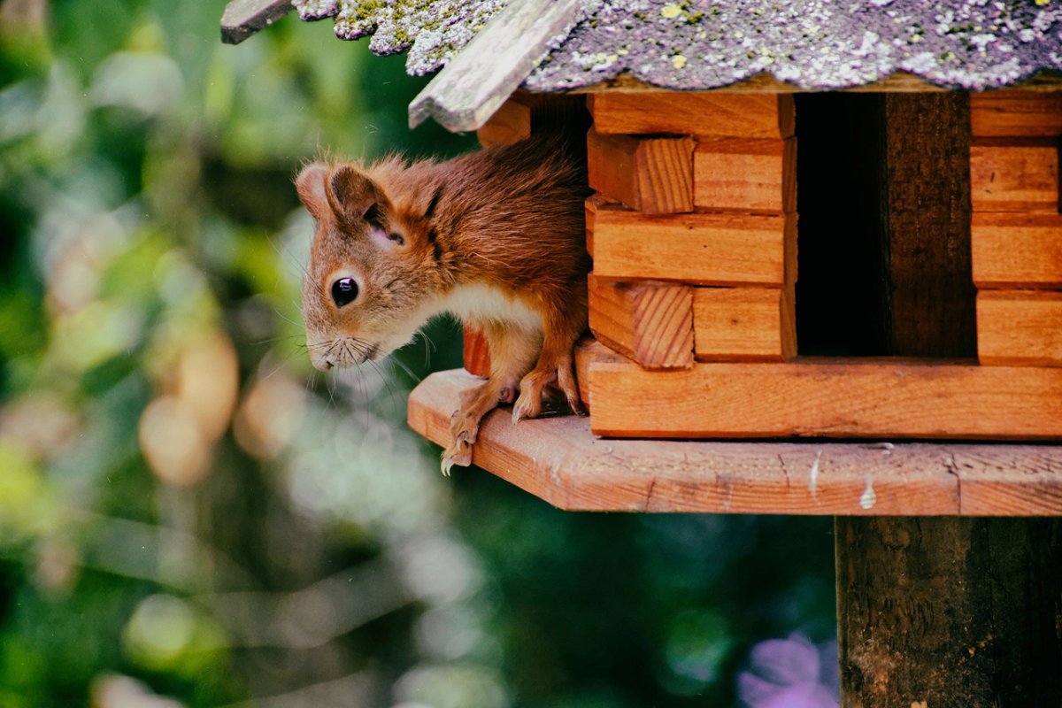 Домик белки в природе