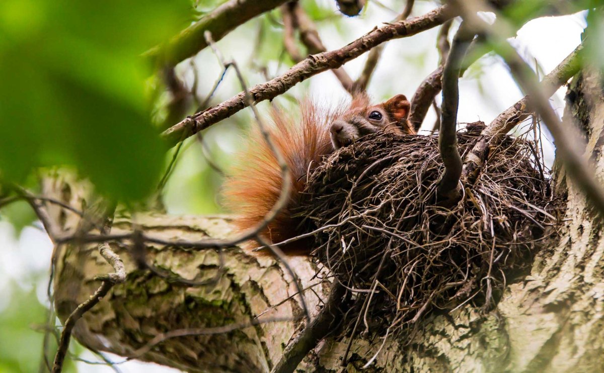 Белка Гайно