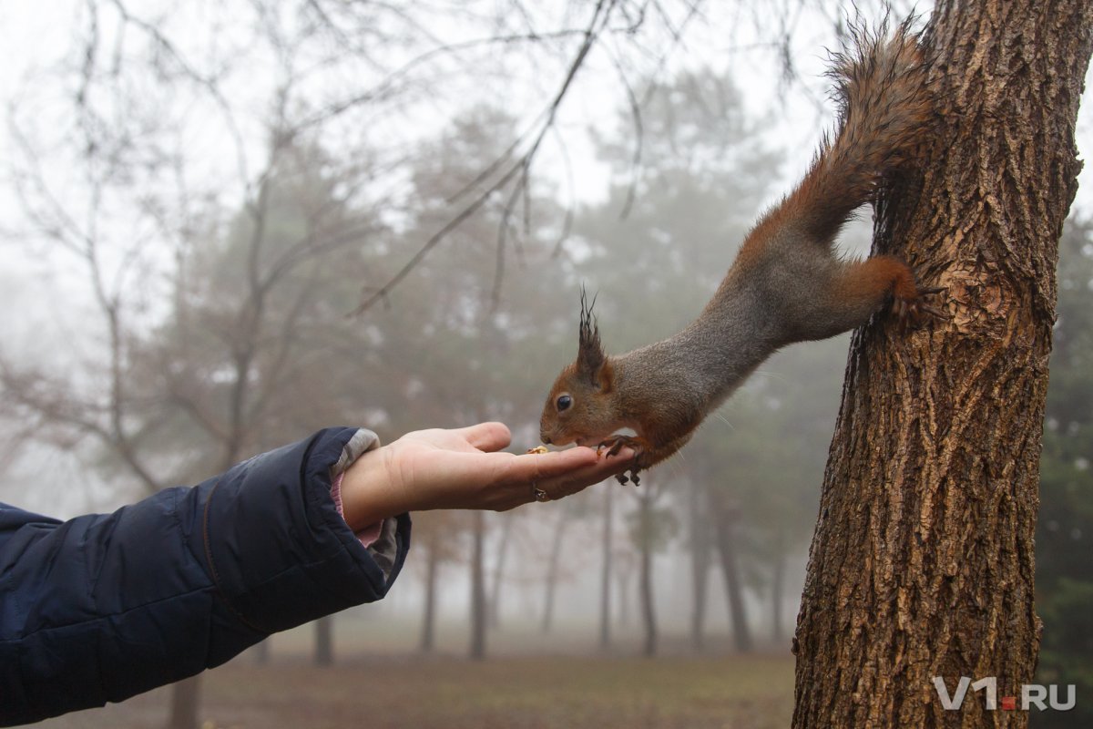 Волгоград чёрные белки