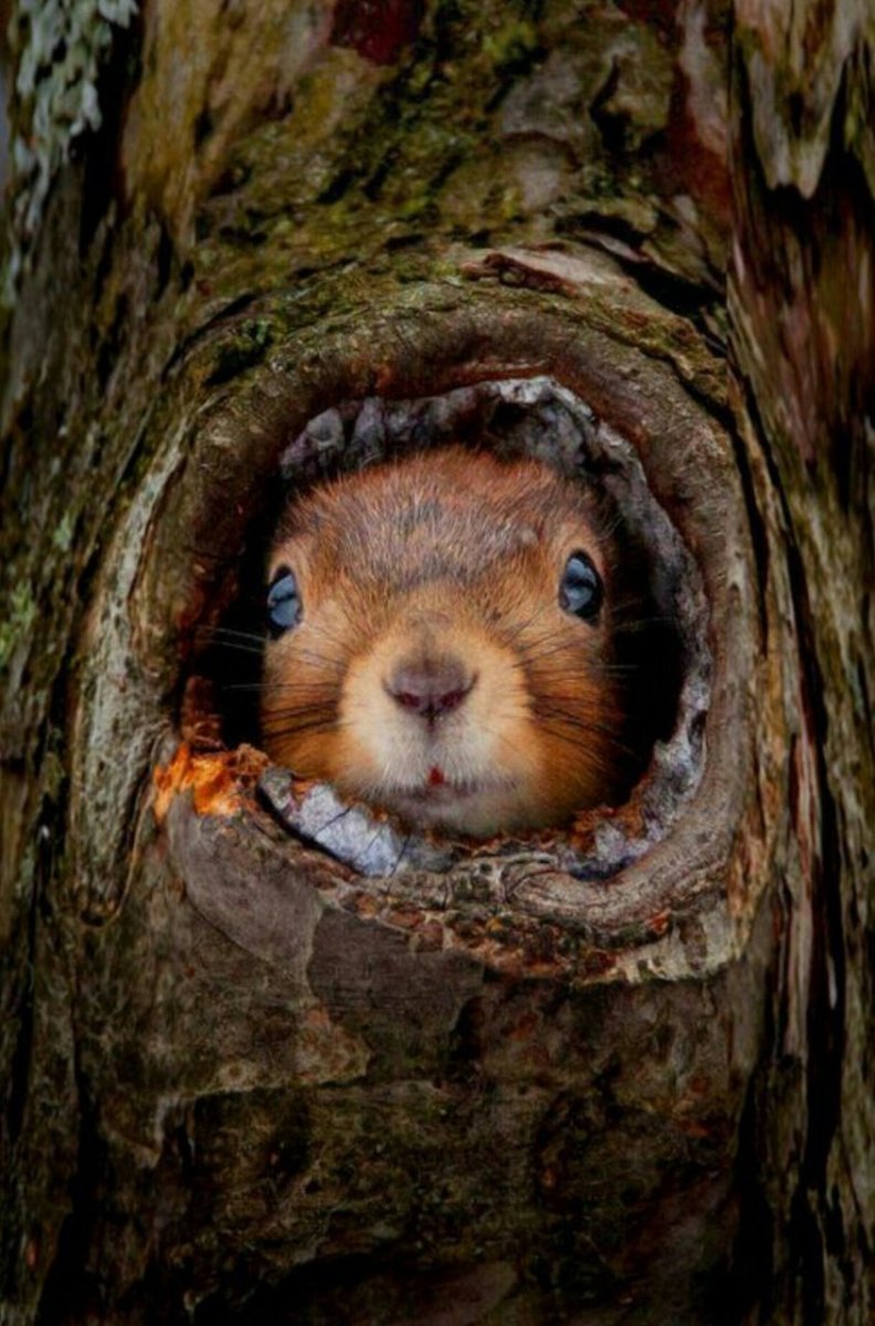 Белка из дупла