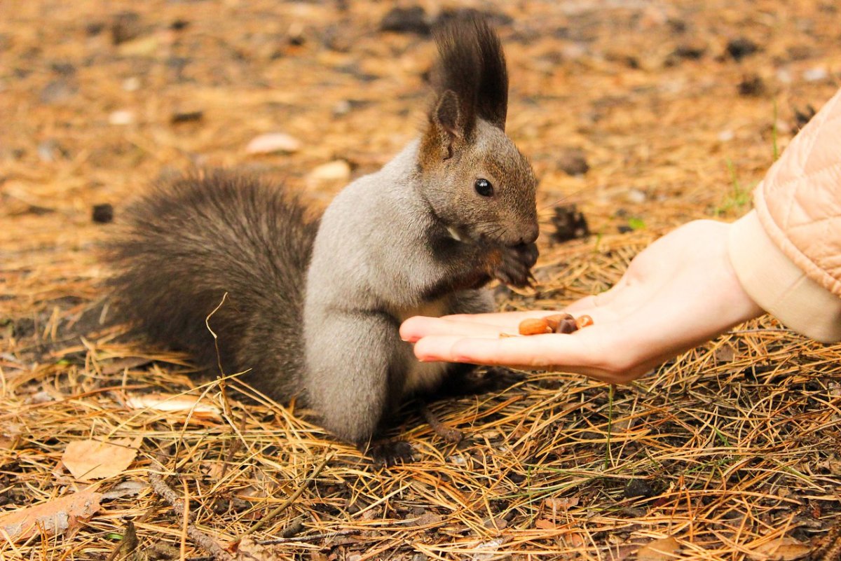 Белка Академгородок Красноярск