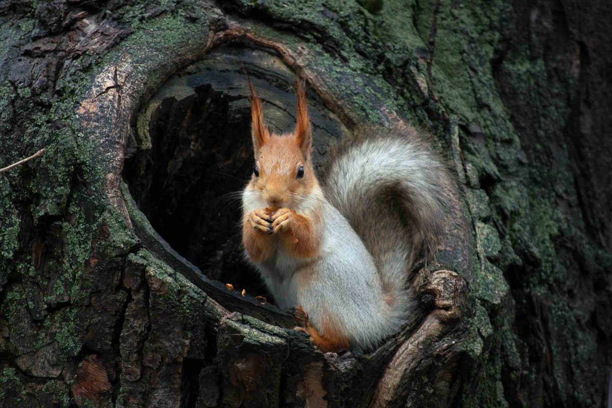 Жилище белки