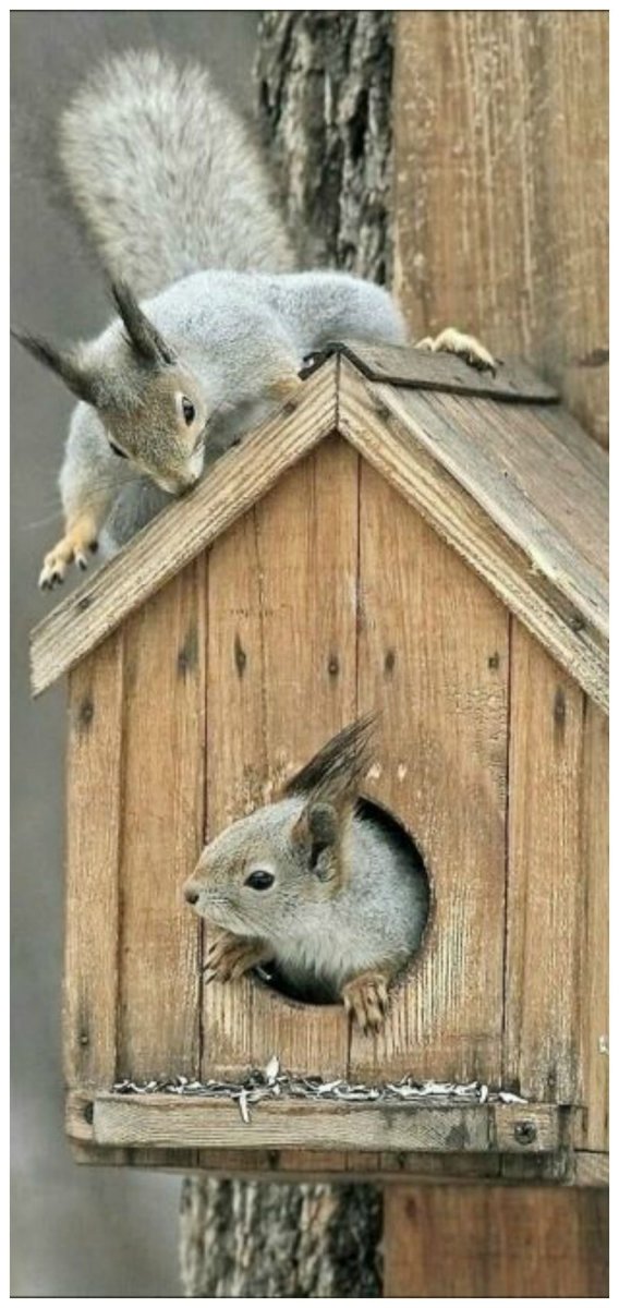 Скворечник-бельчатник "пищуха"