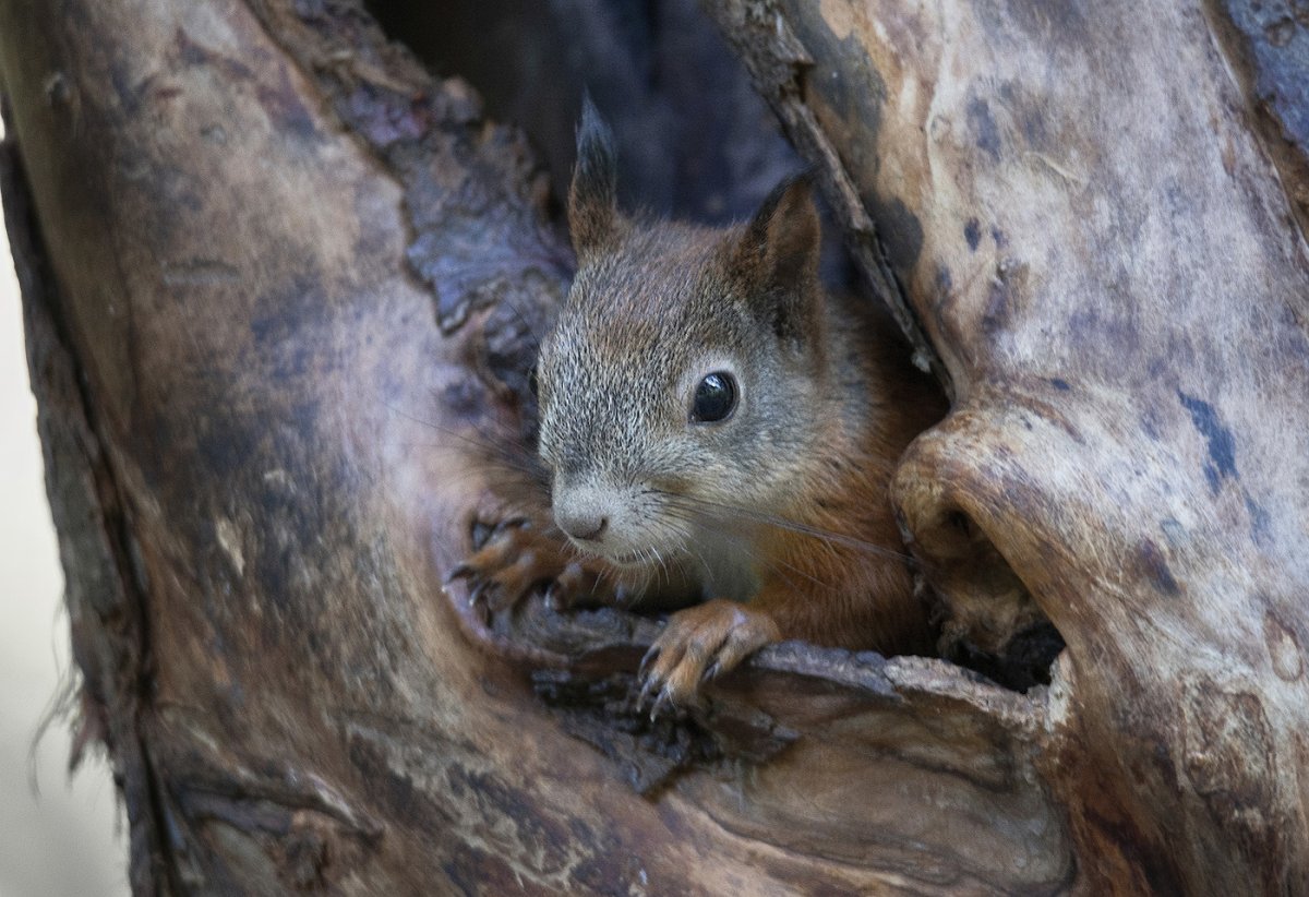 Белка в дупле