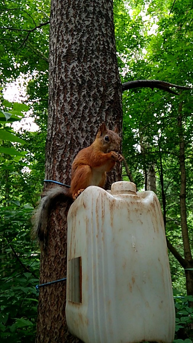 Семечки Белочка