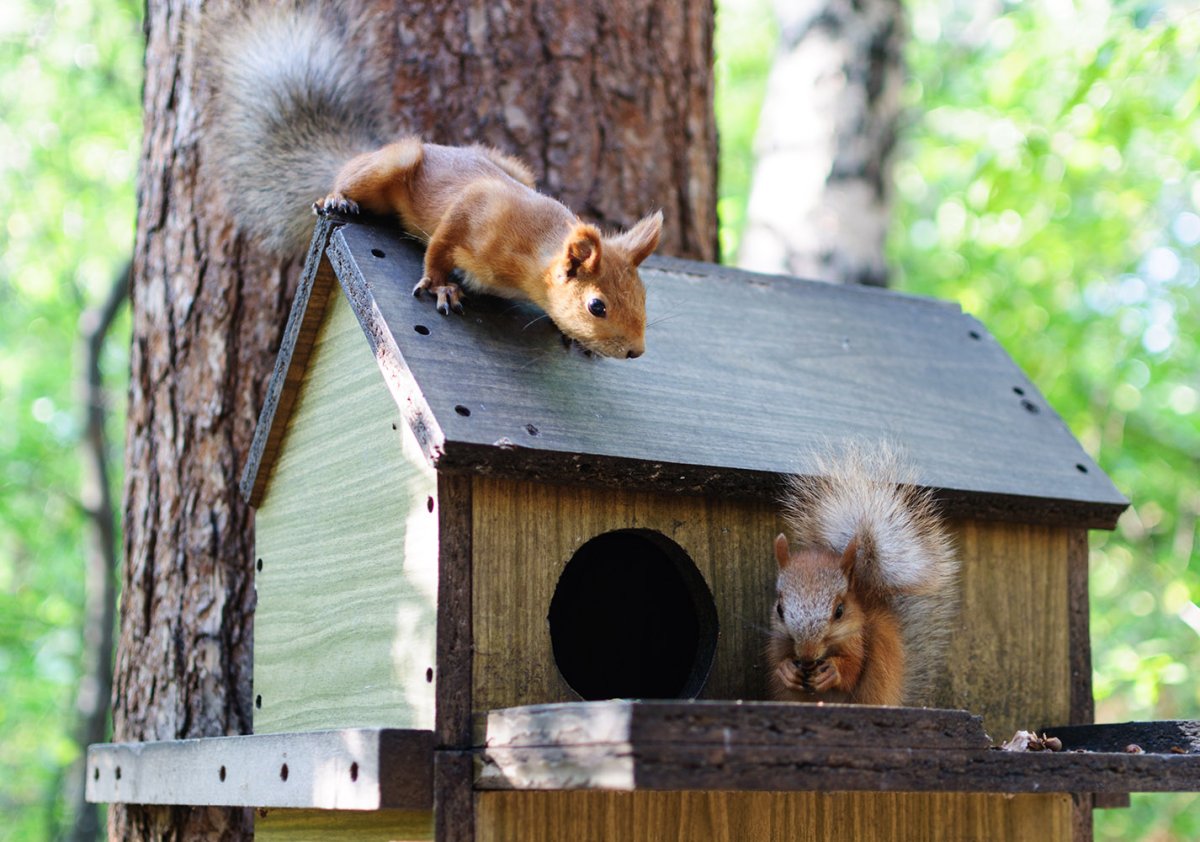 Домик для белочки