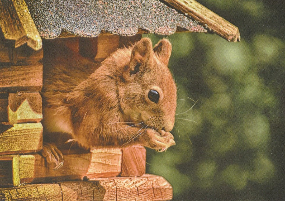 Дом для белки