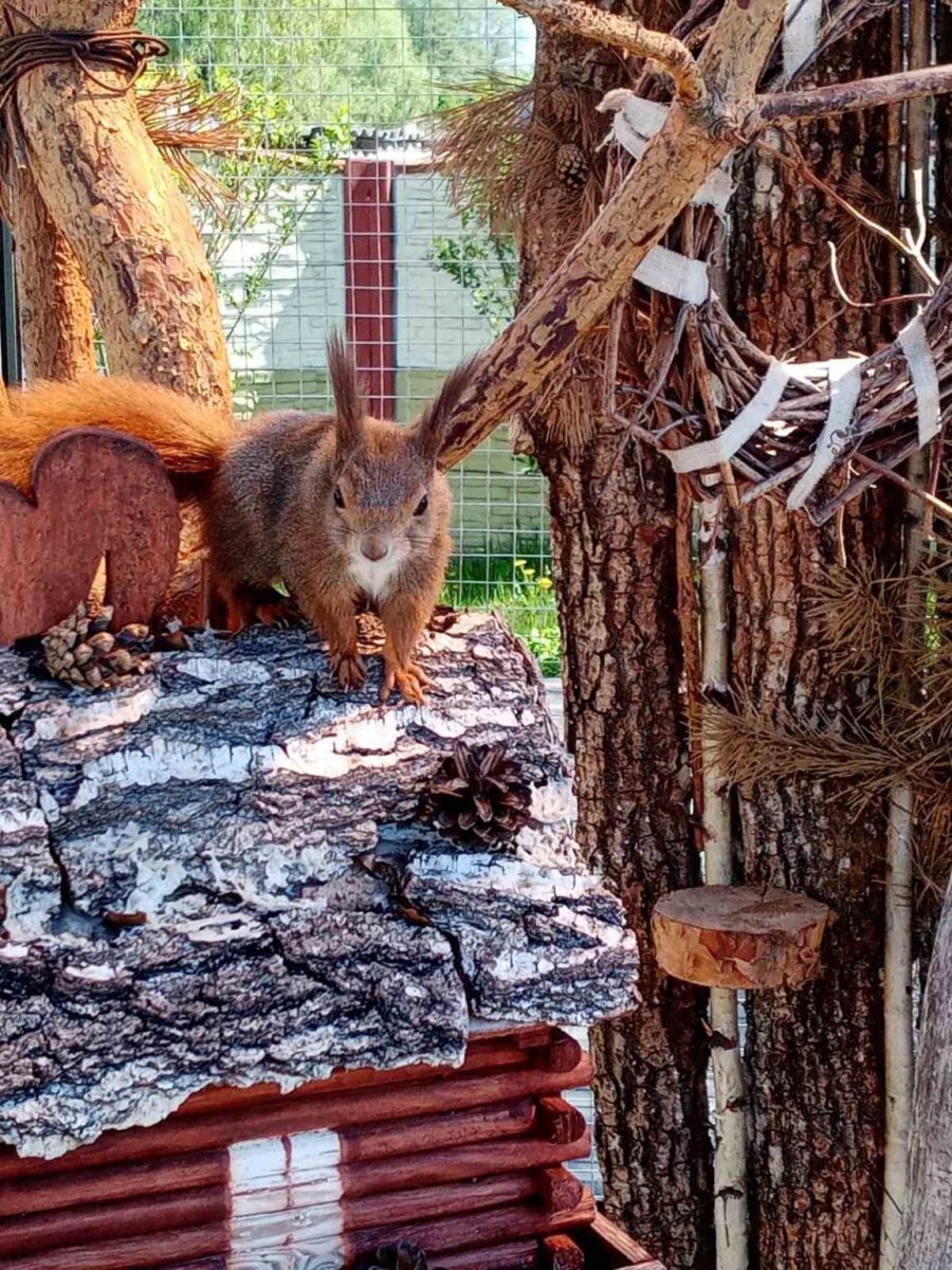 Музей белки в большой Берестовице