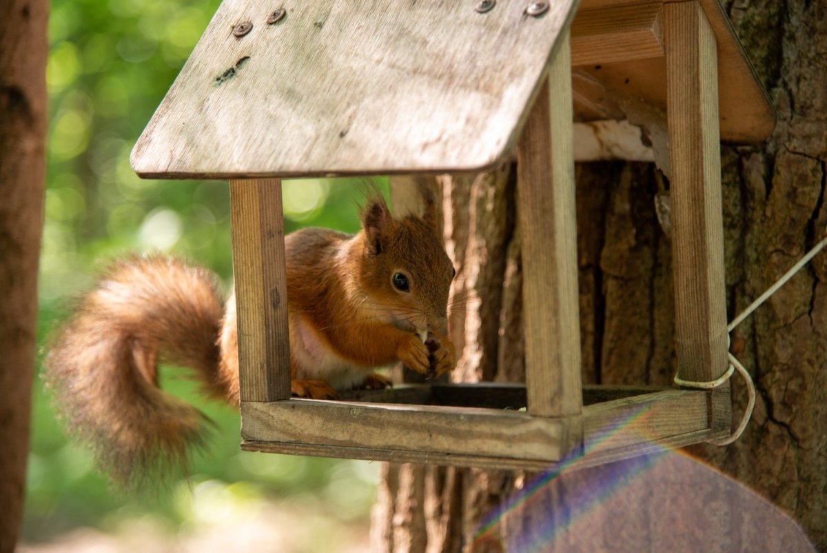 Домик белки в природе