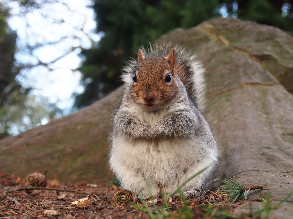 Злая белка картинки