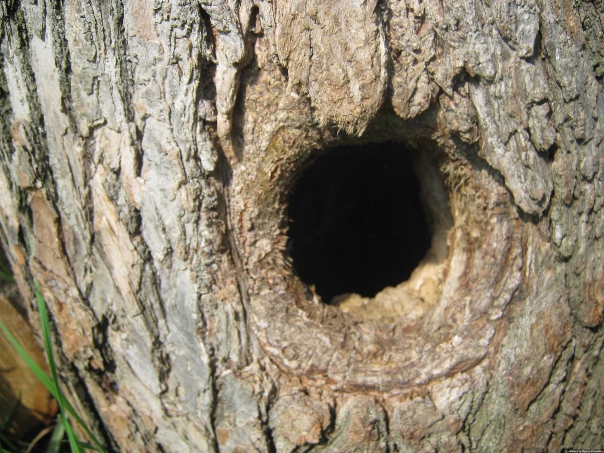 Белкино дупло