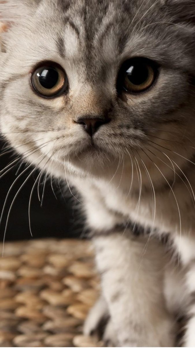 Живые кошки