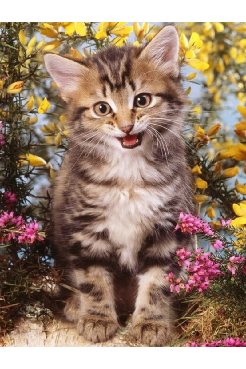 Вертикальный кот