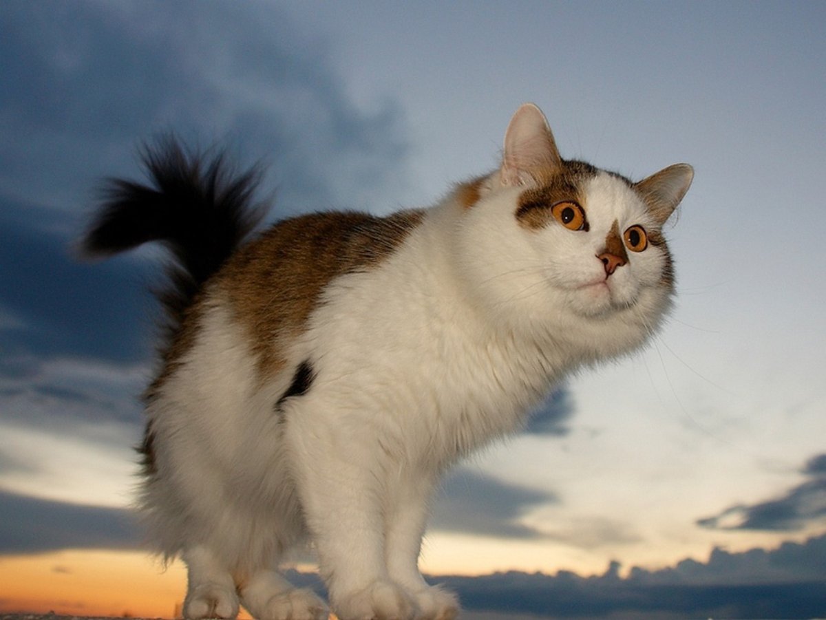 Живые кошки