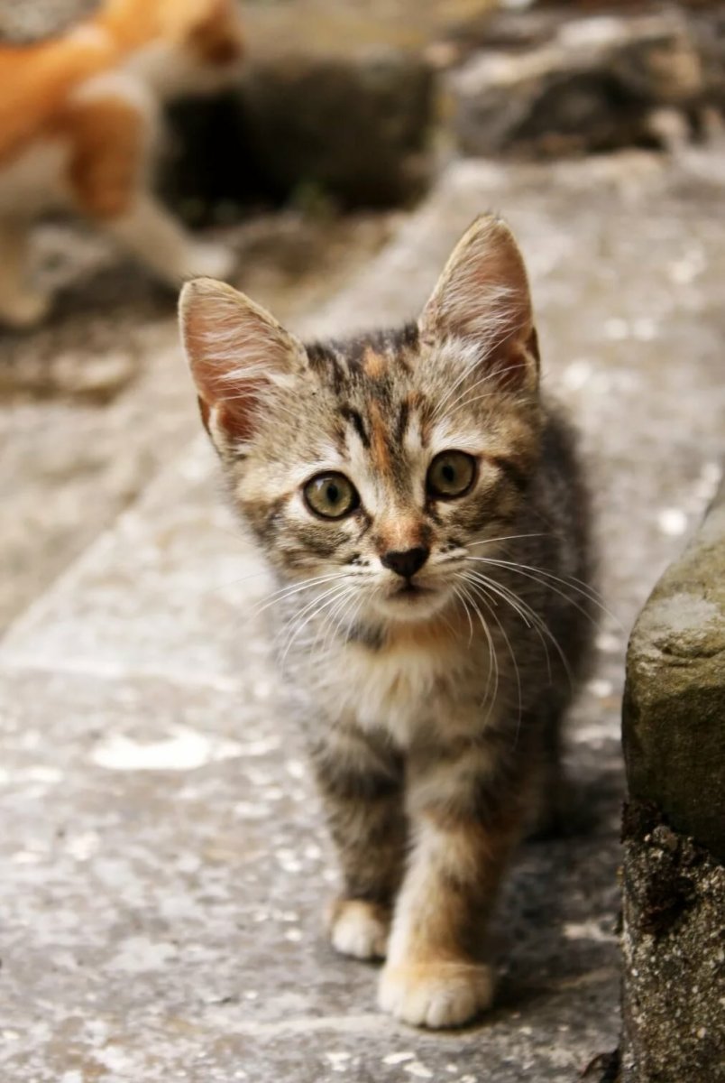 Настоящая кошка