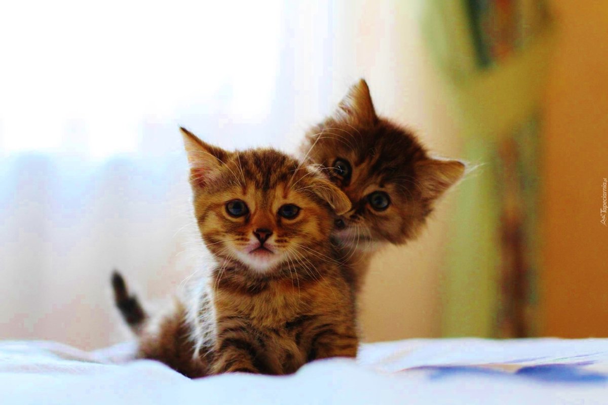 Котики живые