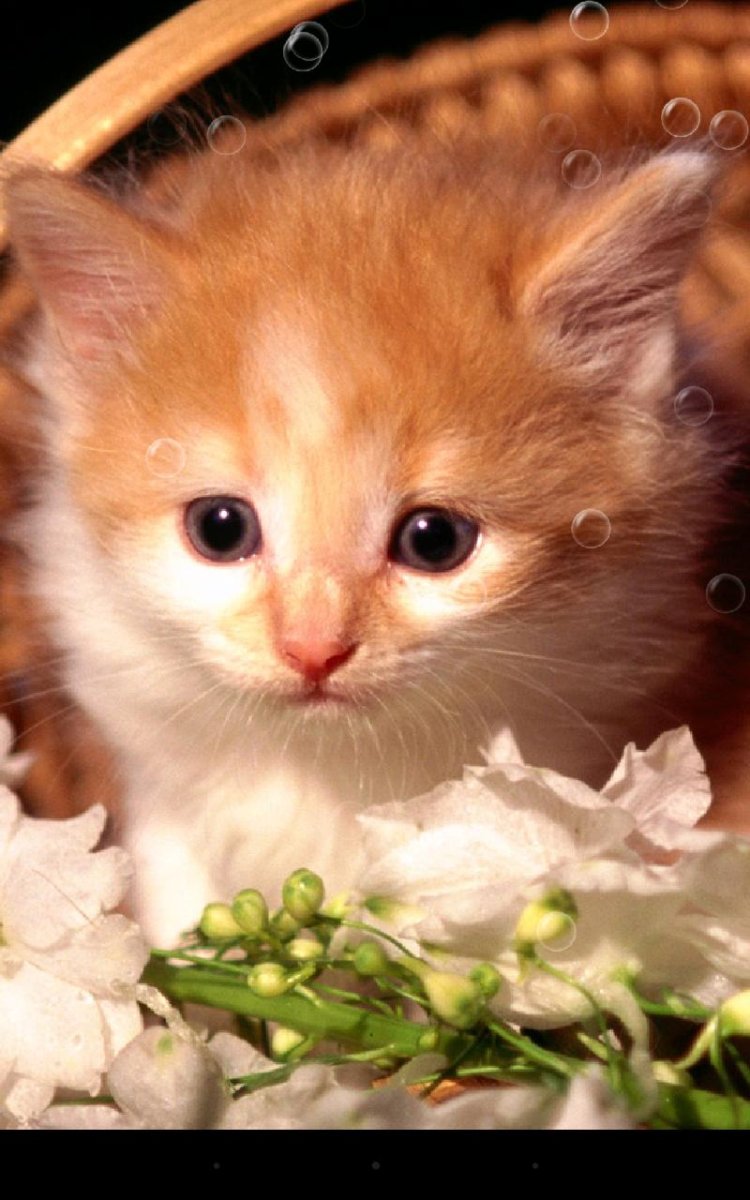 Милые котики живые