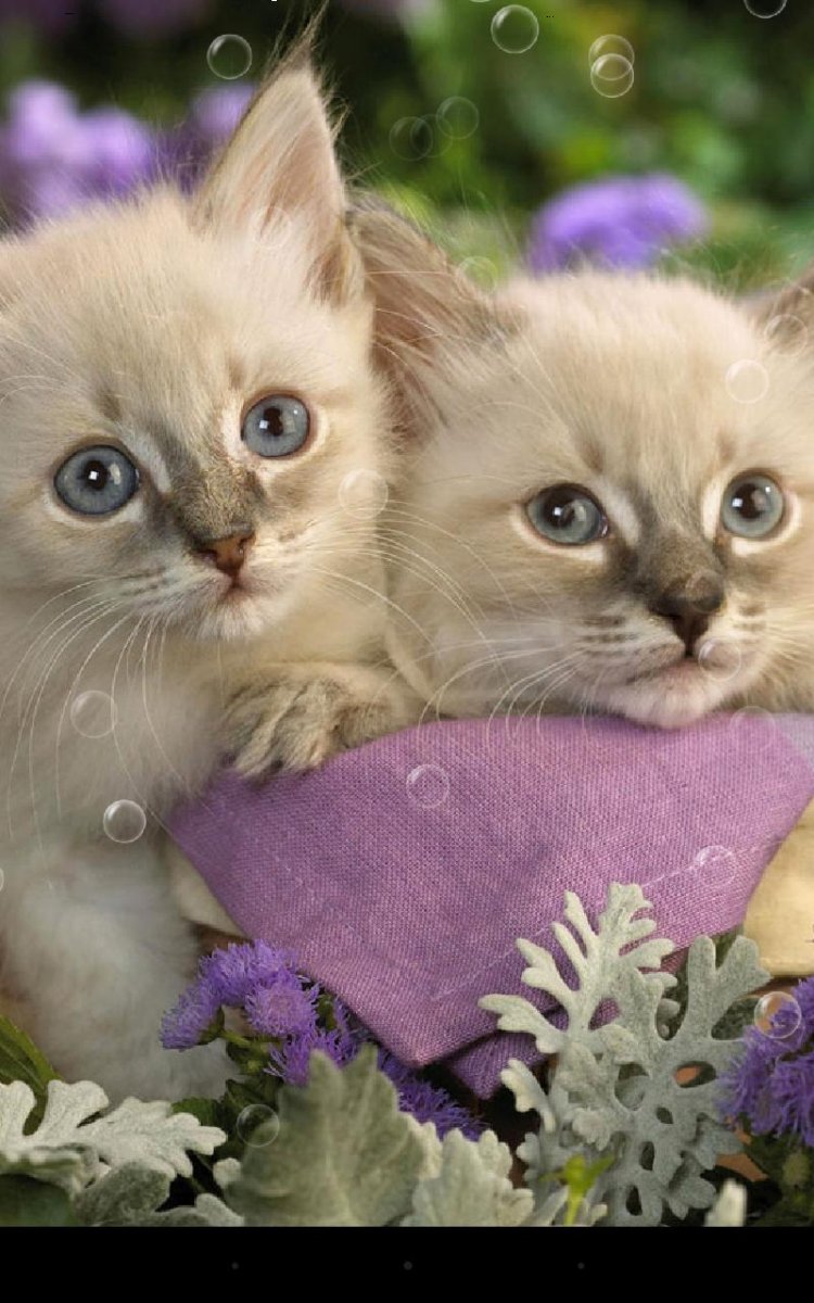 Кошечка Живая