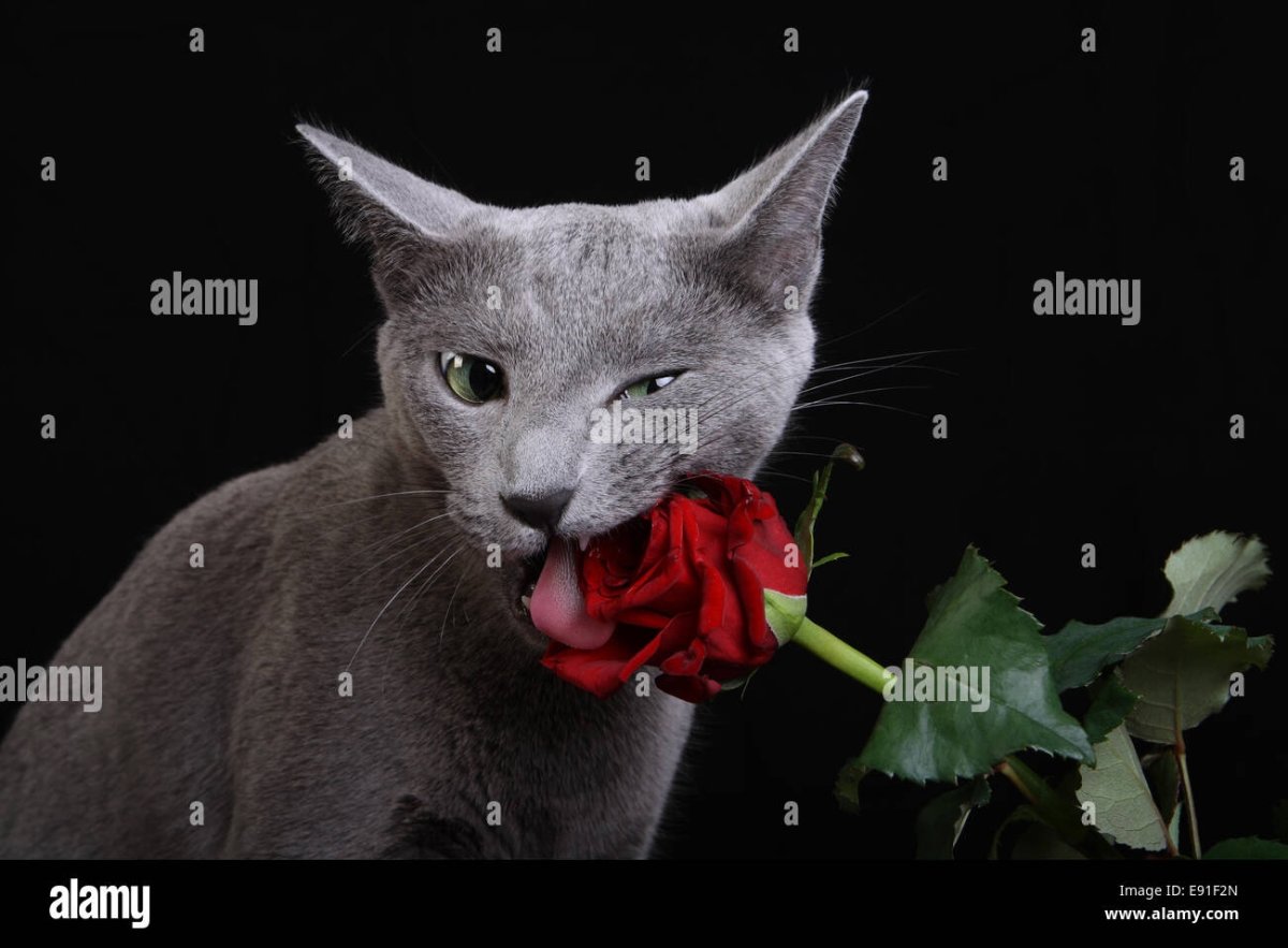 Кот с розой в зубах