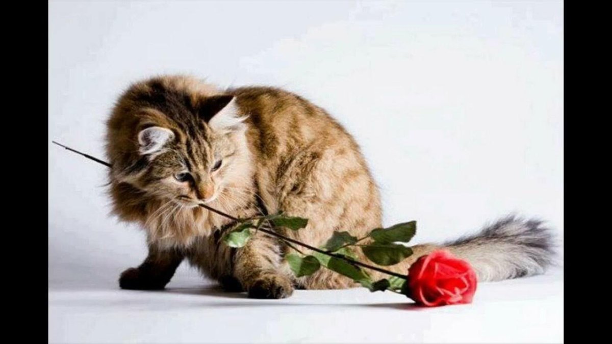 Котенок с цветочком в зубах