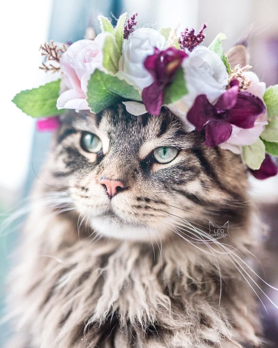 Кот с венком на голове