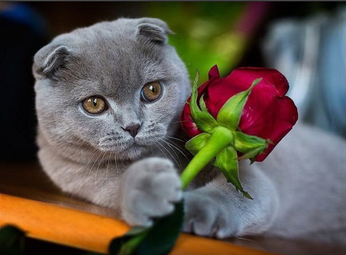 Кот с цветами